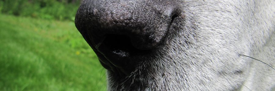 Did you know smell is the strongest sense of all.
